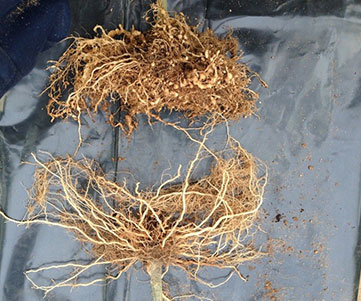 Phytophthora Infestans