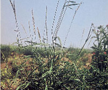 Elymus repens