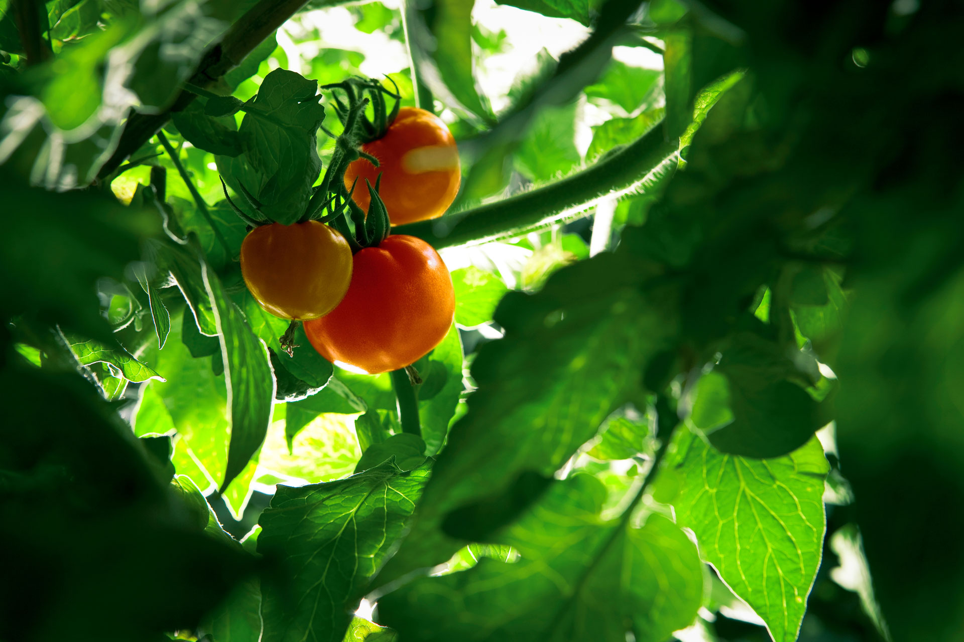 Residuos en alimentos: ¿cuál es el riesgo?