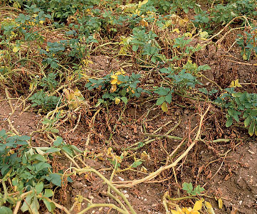 Phytophthora Infestans