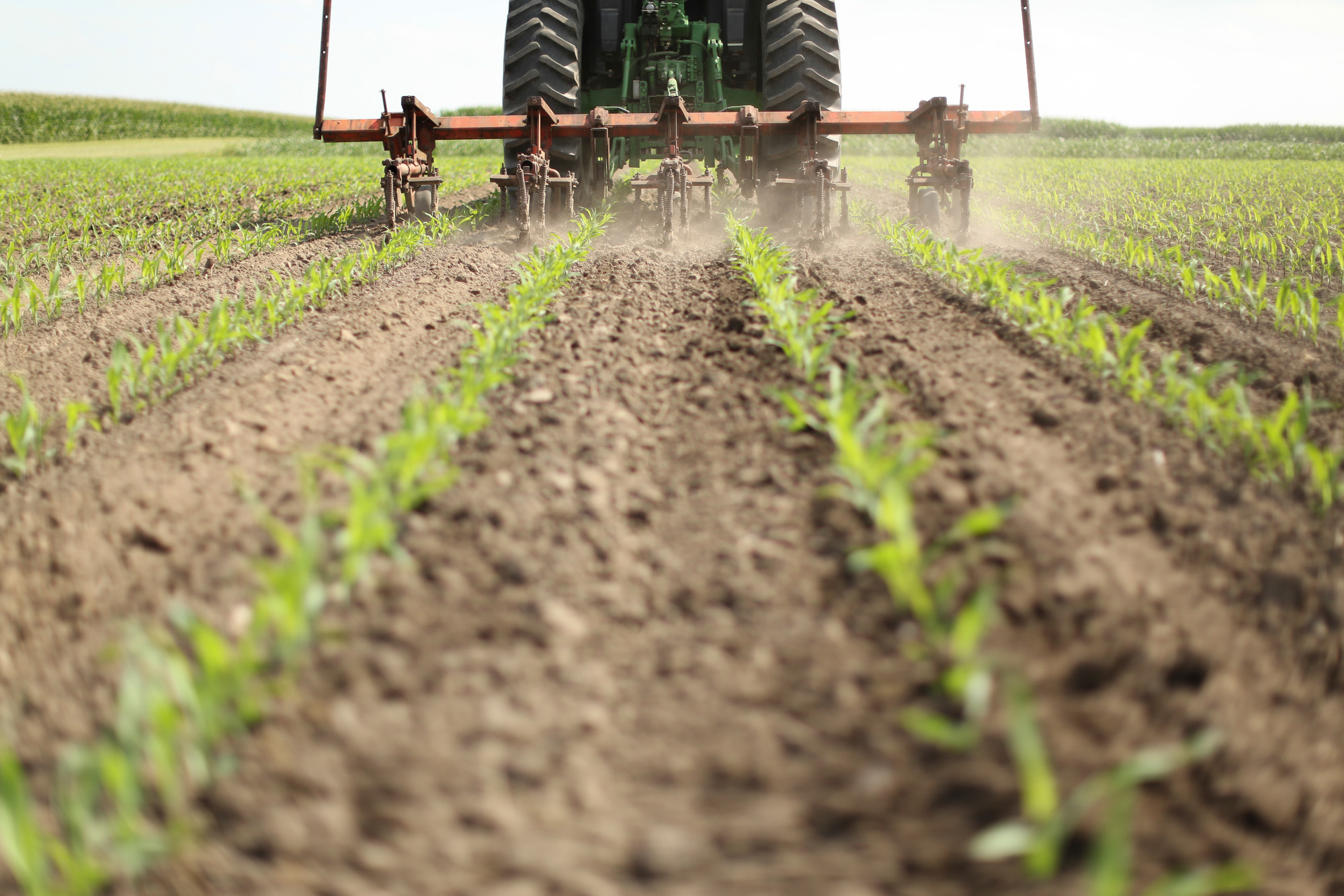 El manejo integrado de malezas es fundamental para una agricultura sustentable