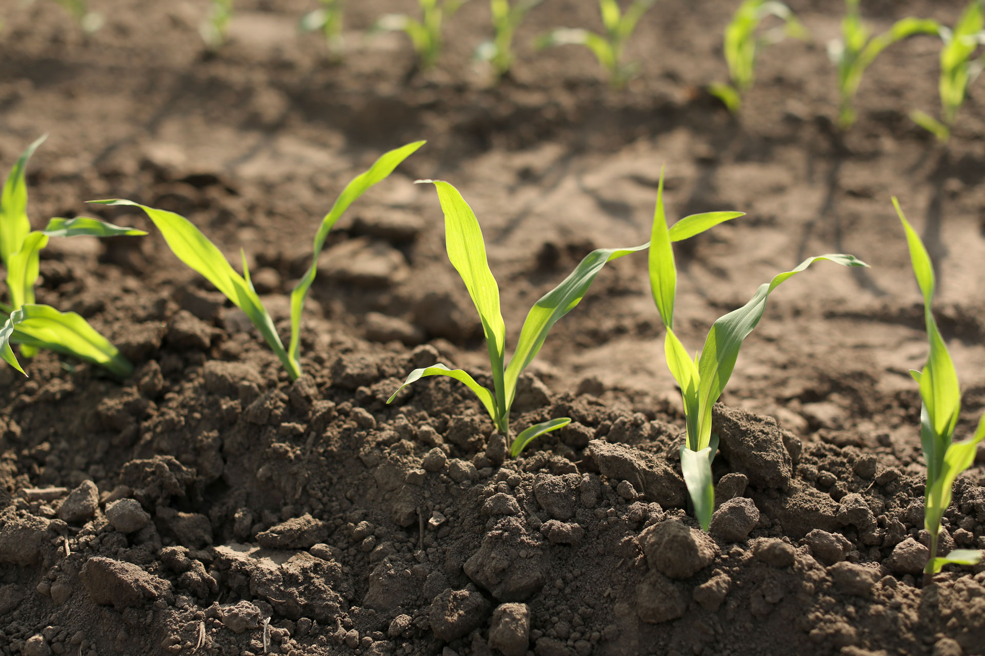 Presentamos a los ganadores del Grants4Ag 2021 en América Latina