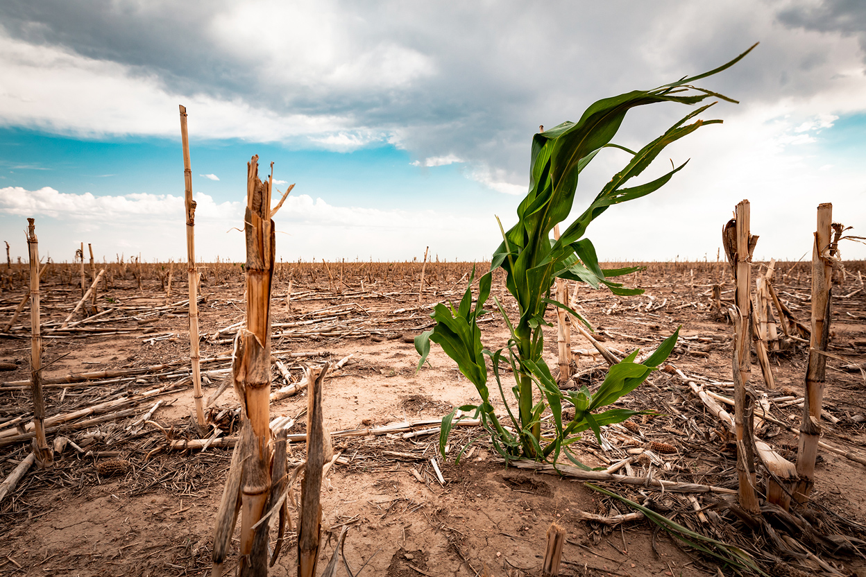 Cómo perder y desperdiciar menos alimentos puede contrarrestar el cambio climático
