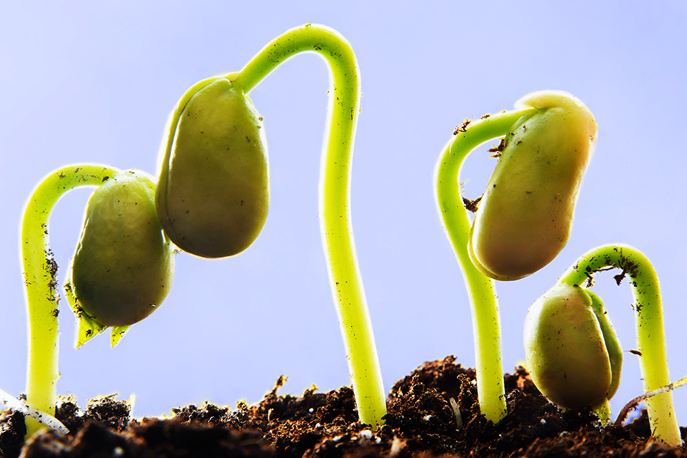 Productos biológicos para una mejor nutrición vegetal