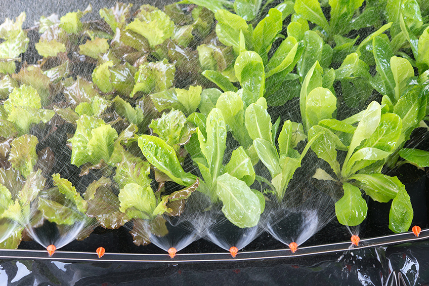 Agua y mejoramiento genético