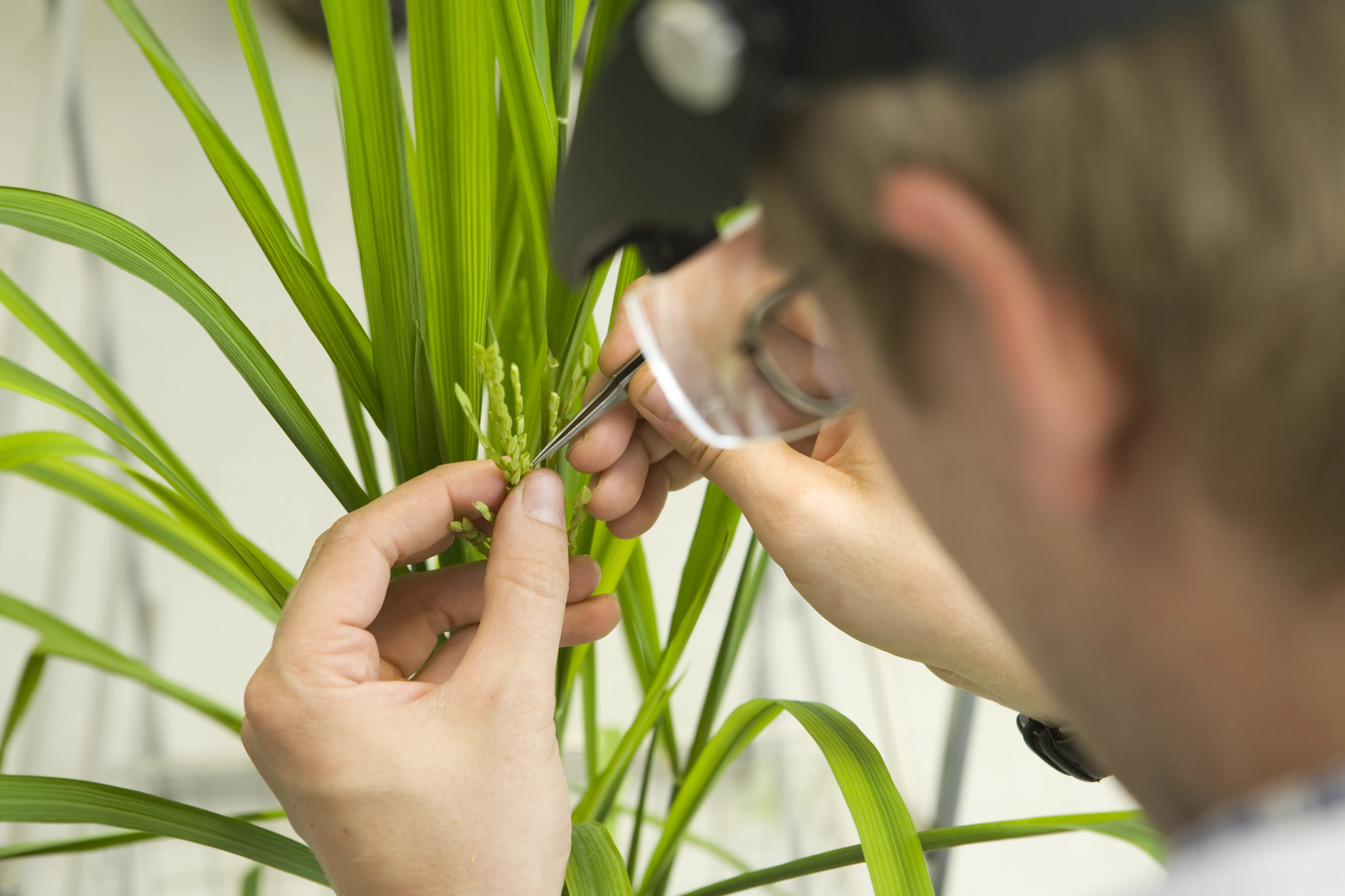 Un conjunto de herramientas para hacer más eficiente el mejoramiento genético vegetal